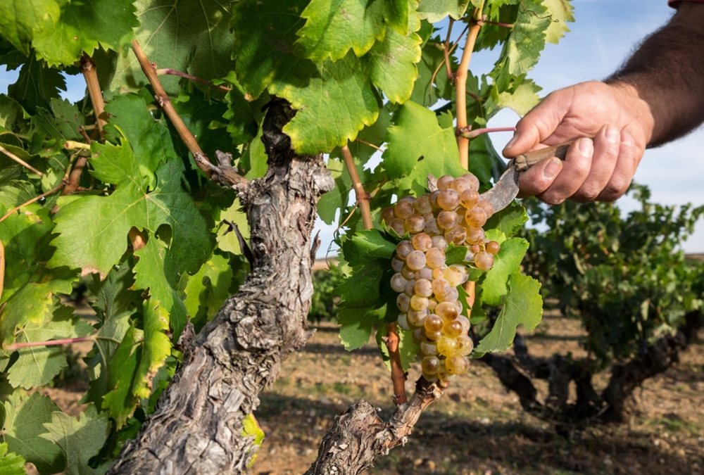 Green light for the white Ribera del Duero