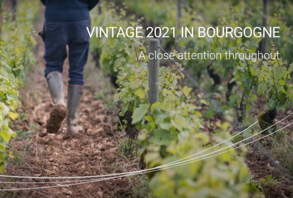 2021 vintage in Bourgogne: A close care throughout