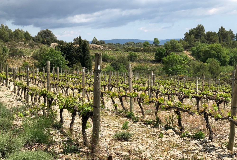 Terroirs & Millesimes Languedoc - Roussillon (press trip)