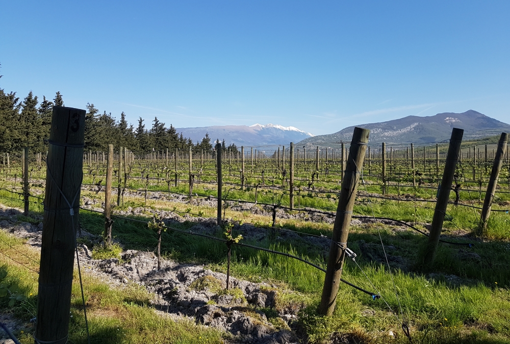 Allegrini Winery visit - The Valpolicella area